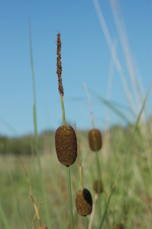 Изображение особи Typha minima.