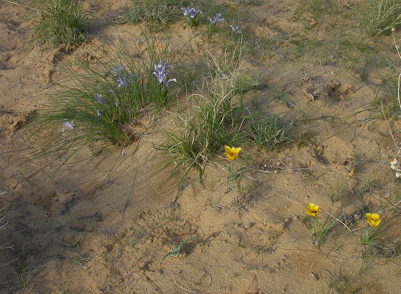 Изображение особи Tulipa borszczowii.