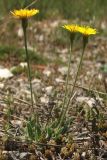 Leontodon biscutellifolius