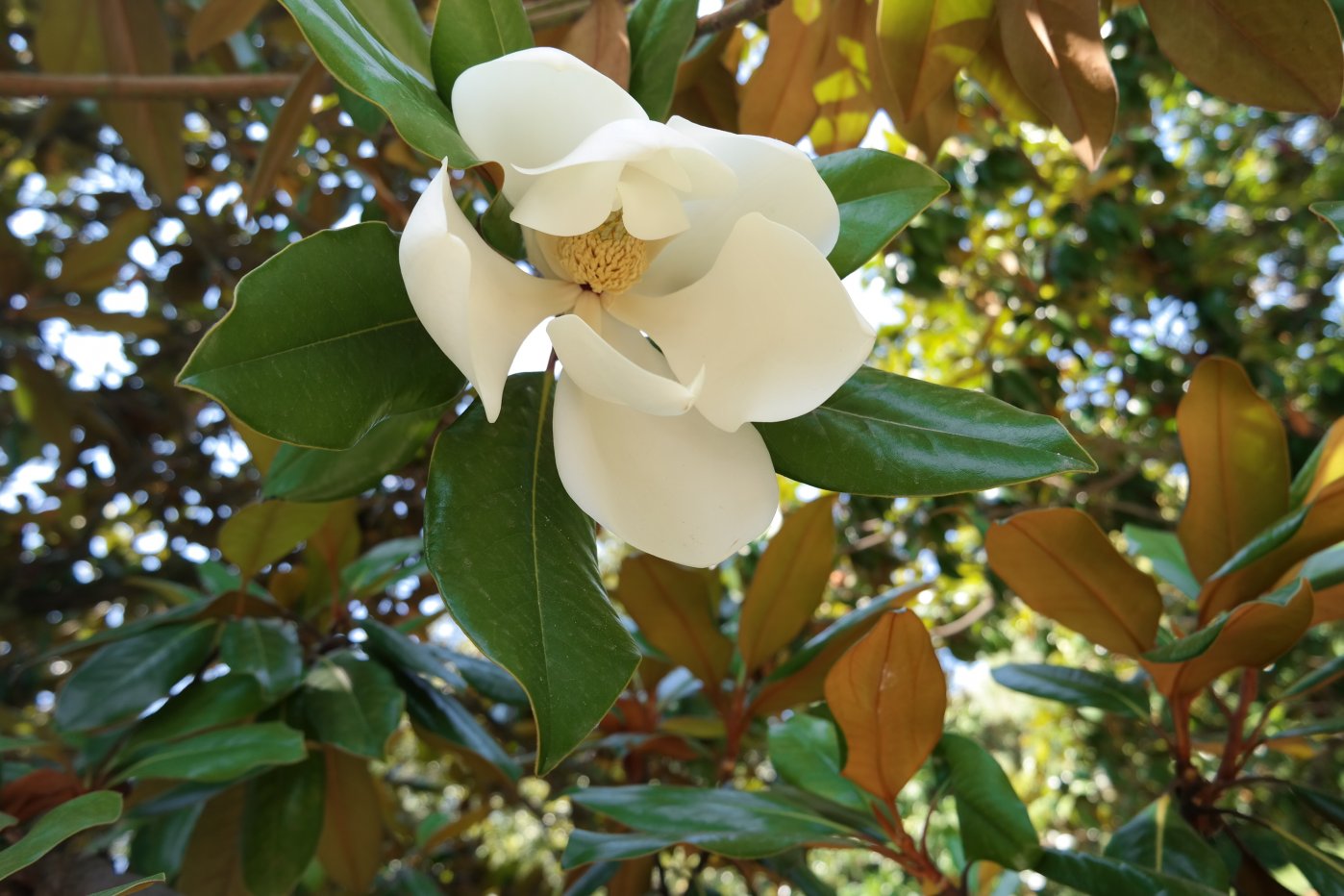 Image of Magnolia grandiflora specimen.