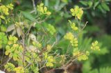 Hippocrepis emeroides. Веточки. Сан-Марино, г. Титано, каменистый склон. 6 сентября 2014 г.