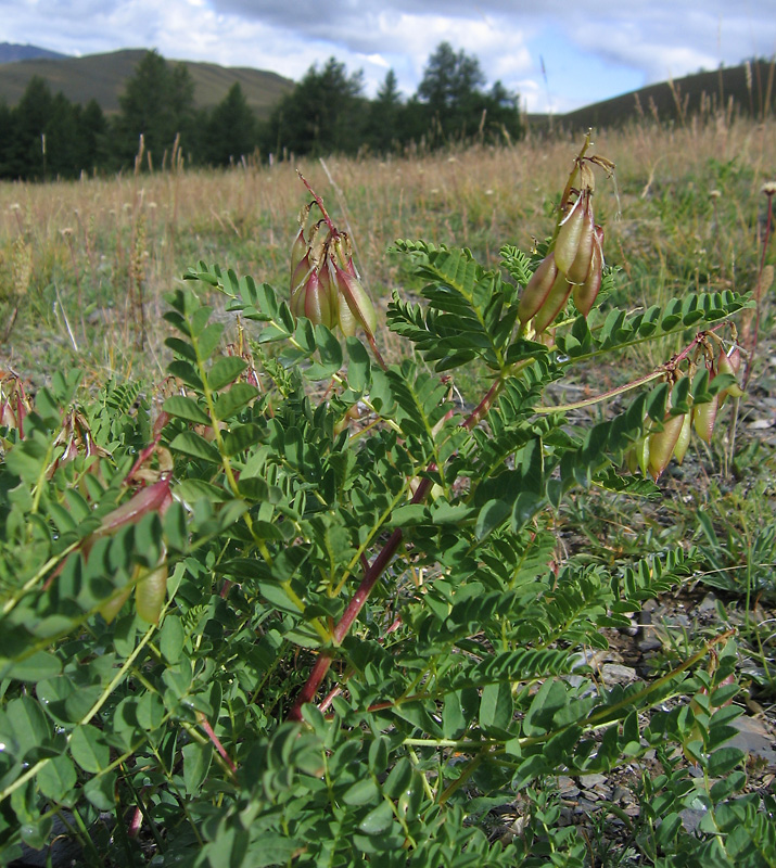 Изображение особи Astragalus propinquus.