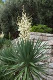 Yucca gloriosa. Верхушка побега с соцветием. Черногория, муниципалитет Будва, пос. Свети-Стефан, в культуре. 07.10.2014.