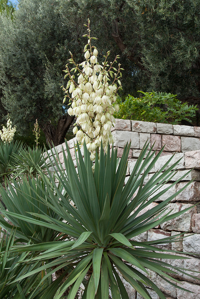 Изображение особи Yucca gloriosa.