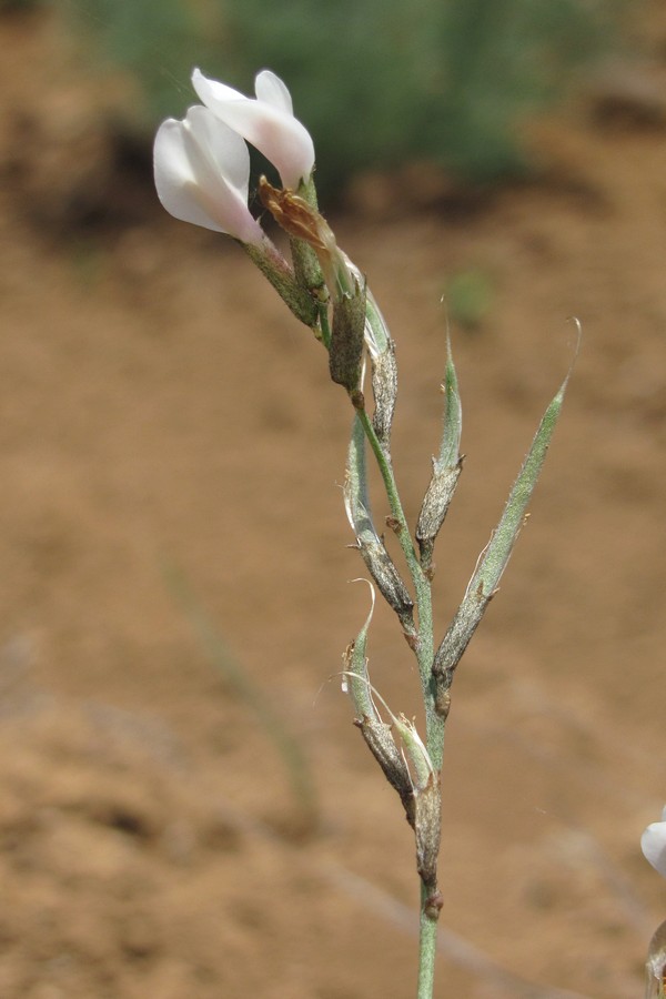 Image of Astragalus ucrainicus specimen.