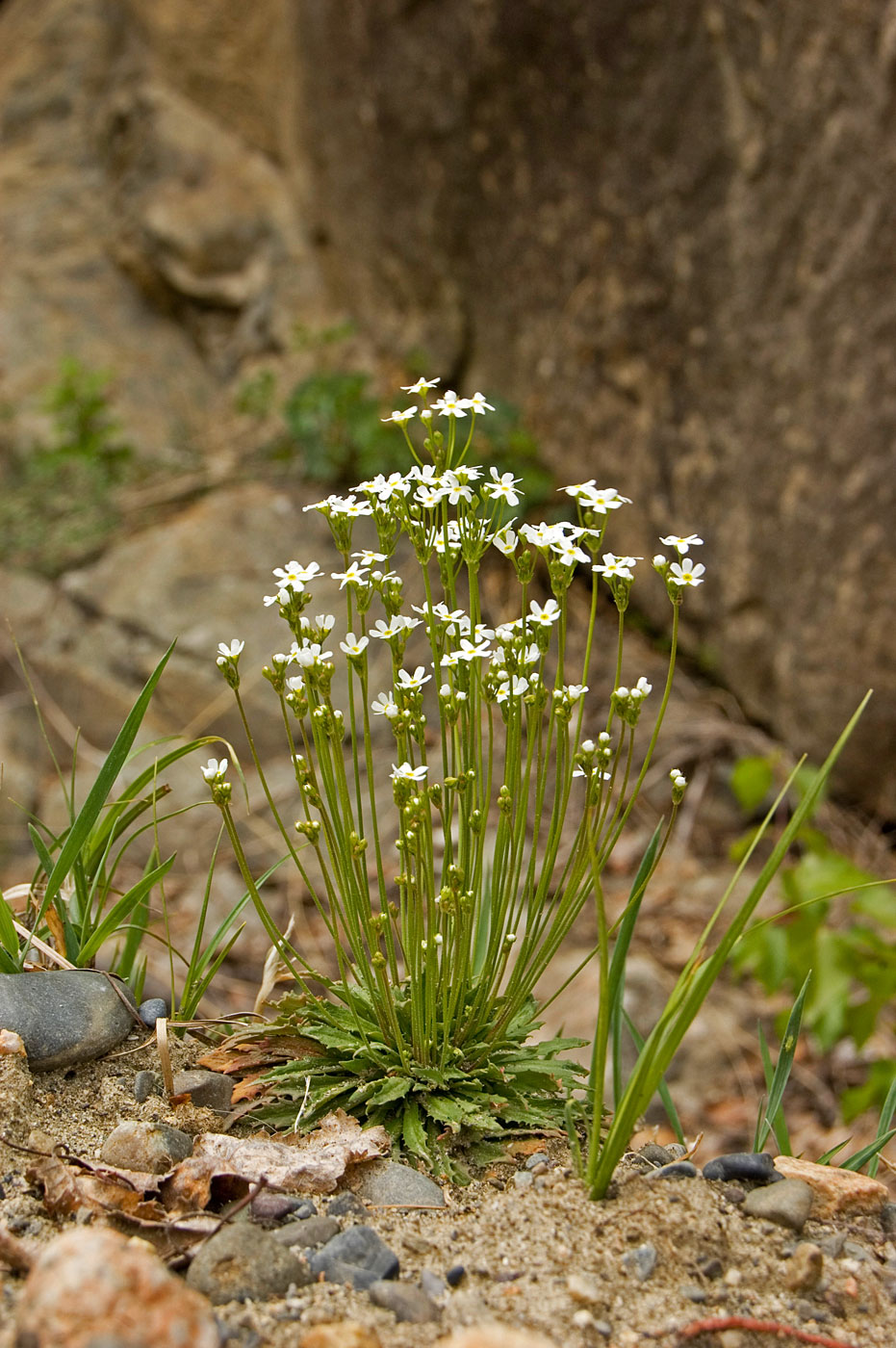 Image of Androsace lactiflora specimen.