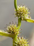 Sparganium × oligocarpum