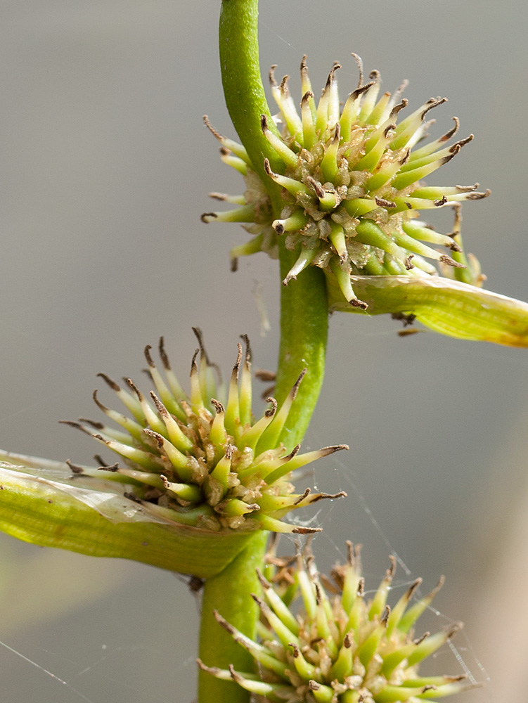 Изображение особи Sparganium &times; oligocarpum.