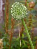 Allium dictyoprasum