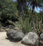 Euphorbia lomelii. Цветущее растение. Израиль, г. Тель-Авив, ботанический сад \"Сад кактусов\". 27.07.2015.