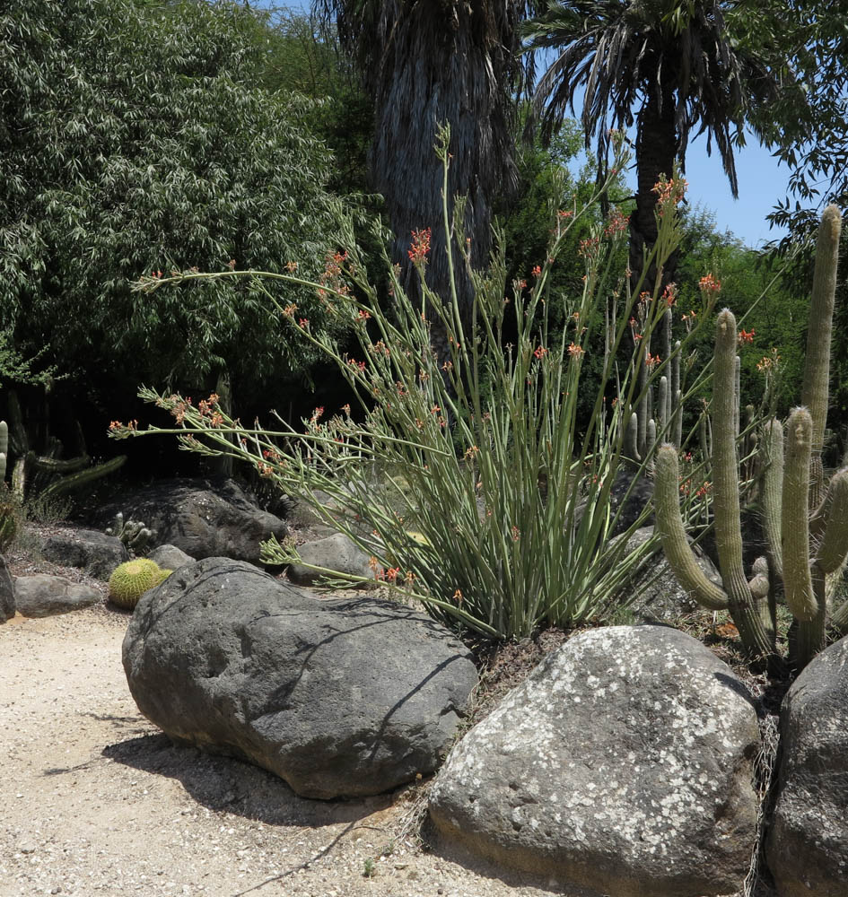 Image of Euphorbia lomelii specimen.