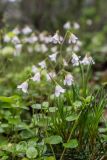Linnaea borealis. Верхушки цветущих растений. Свердловская обл., Карпинский городской округ, гора Серебрянский Камень, в хвойном лесу. 18.07.2015.