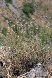 Jurinea suffruticosa. Плодоносящее растение. Южный Казахстан, горы Алатау (Даубаба), Скалистое ущелье. 27.06.2014.