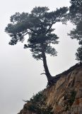 Pinus densiflora. Взрослое дерево. Приморье, Хасанский р-н, полуостров Гамова, бухта Теляковского, обрывистый берег. 28.08.2015.