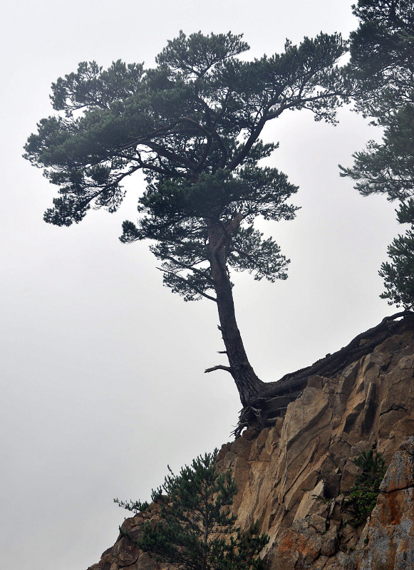 Image of Pinus densiflora specimen.