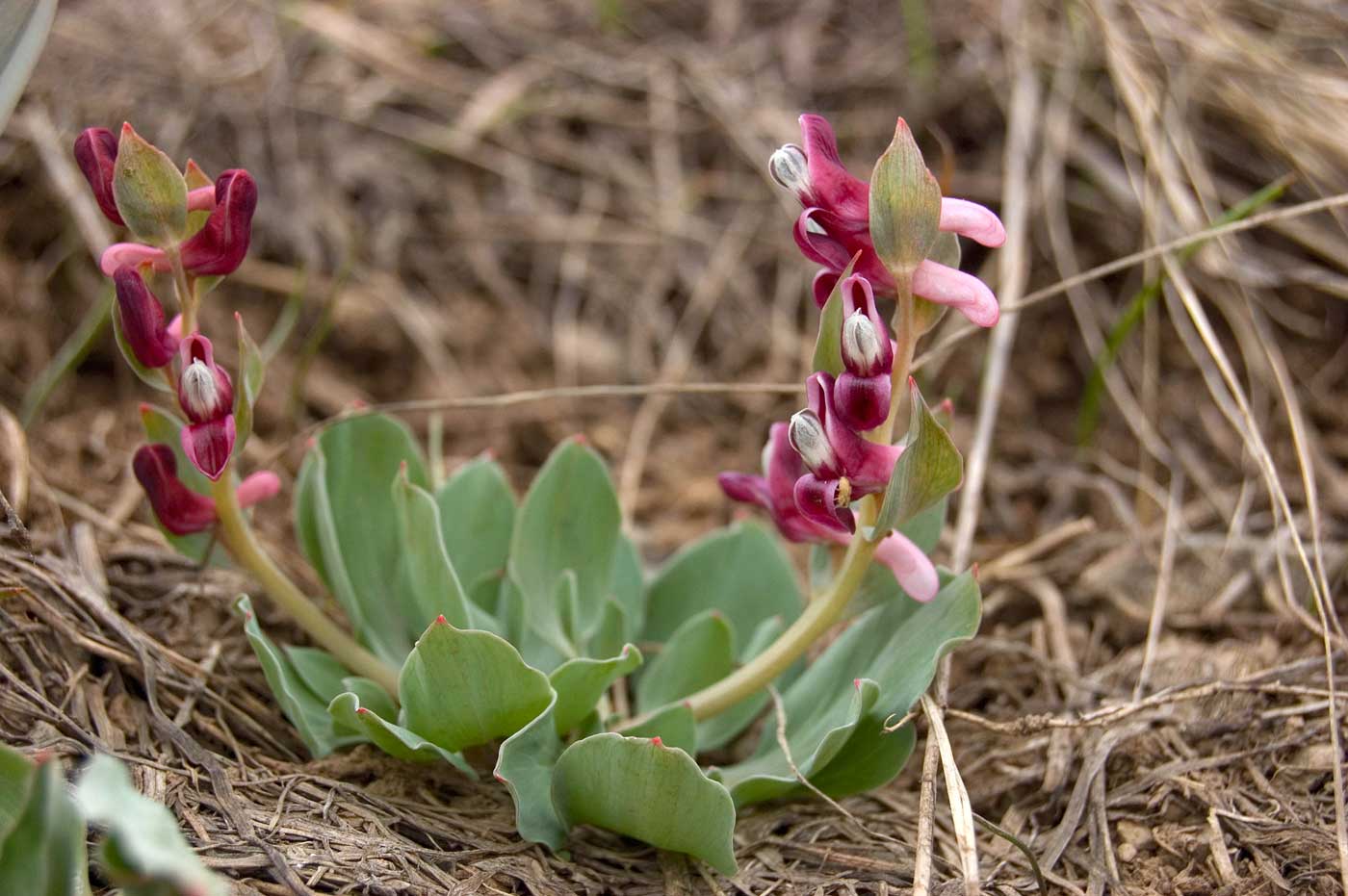 Image of Corydalis ledebouriana specimen.