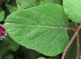 Arctium tomentosum