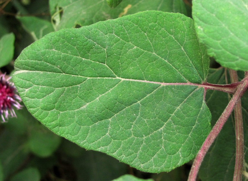 Изображение особи Arctium tomentosum.