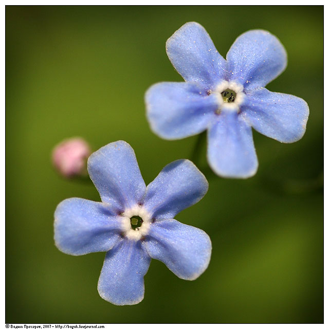 Изображение особи Brunnera sibirica.