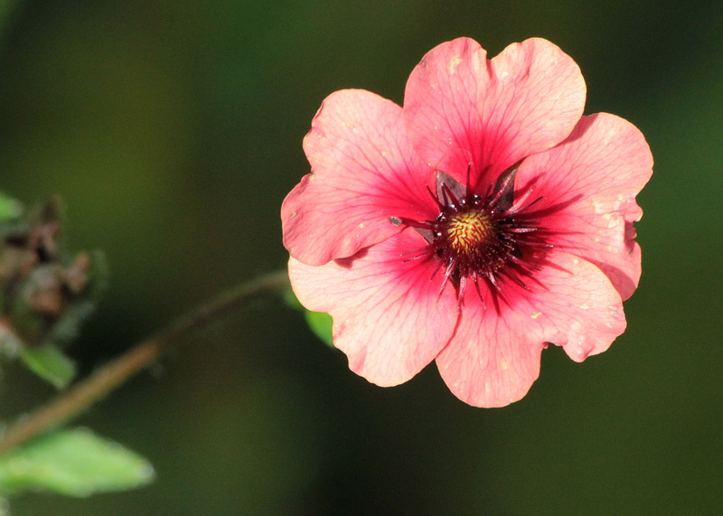 Image of Potentilla nepalensis specimen.