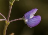 Lupinus polyphyllus