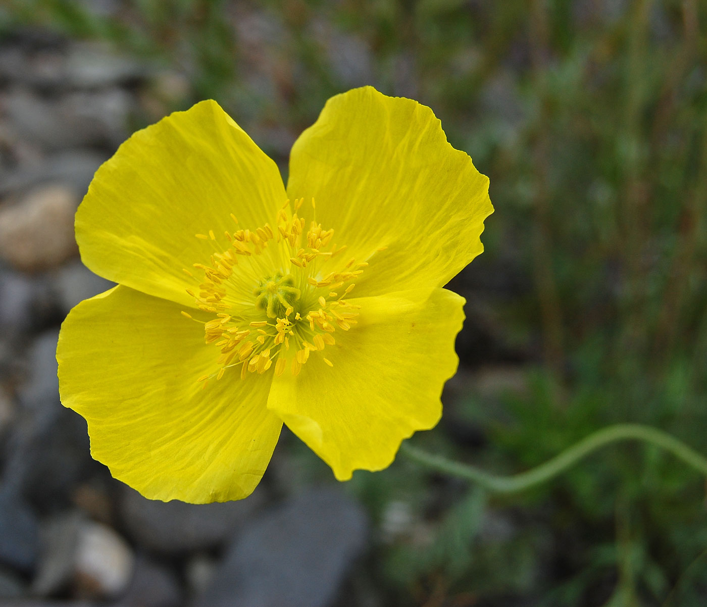 Изображение особи род Papaver.