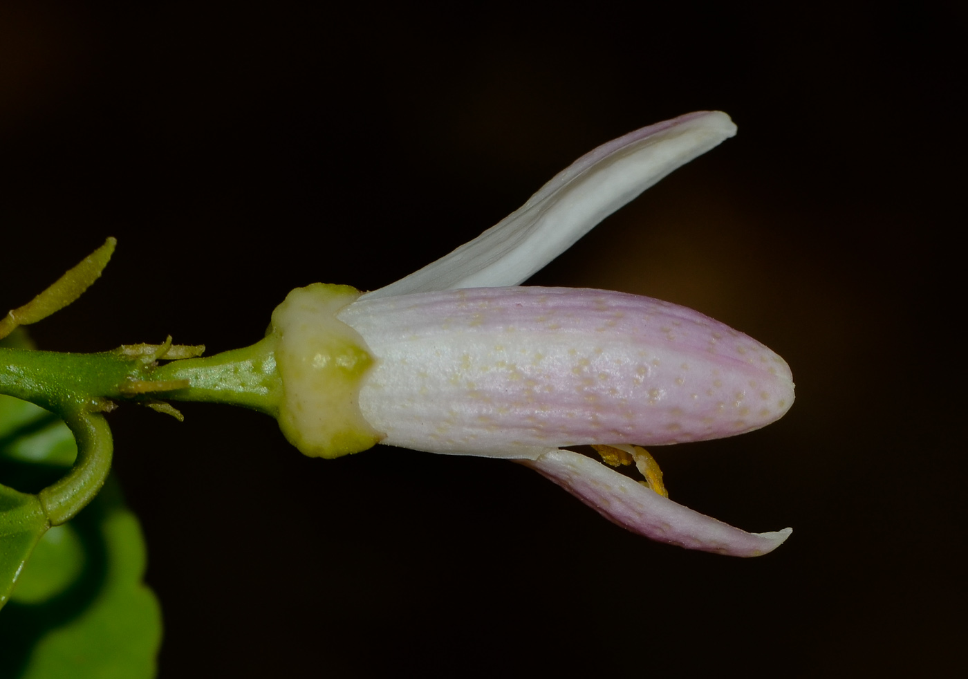 Image of Citrus limon specimen.