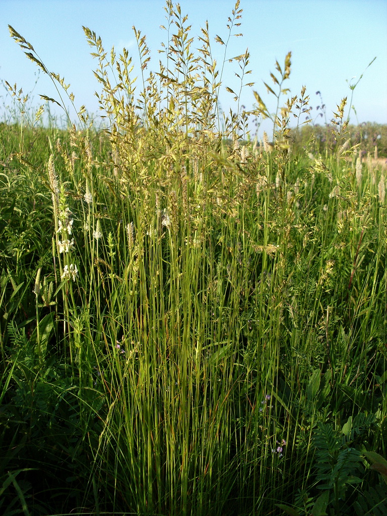 Image of genus Festuca specimen.