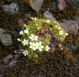 Saxifraga androsacea