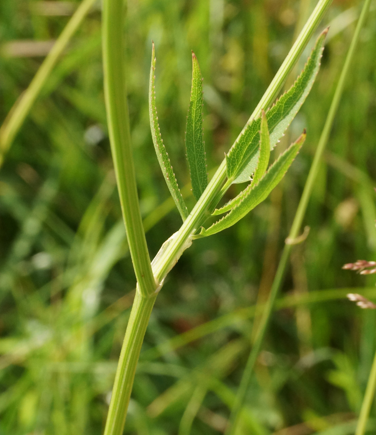 Image of Cenolophium fischeri specimen.