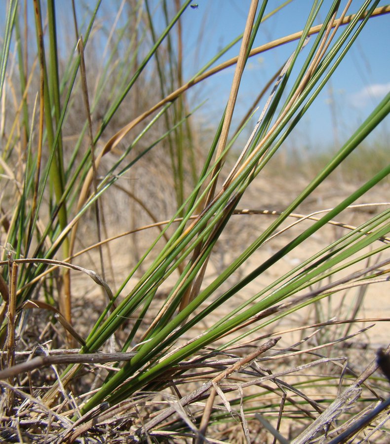 Изображение особи Festuca beckeri.