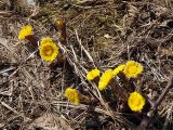 Tussilago farfara