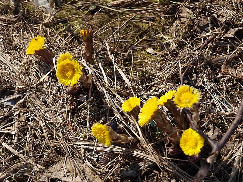 Image of Tussilago farfara specimen.