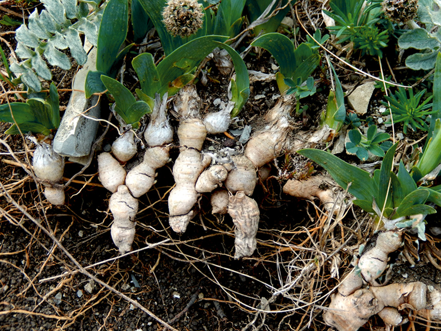 Image of Iris pumila specimen.