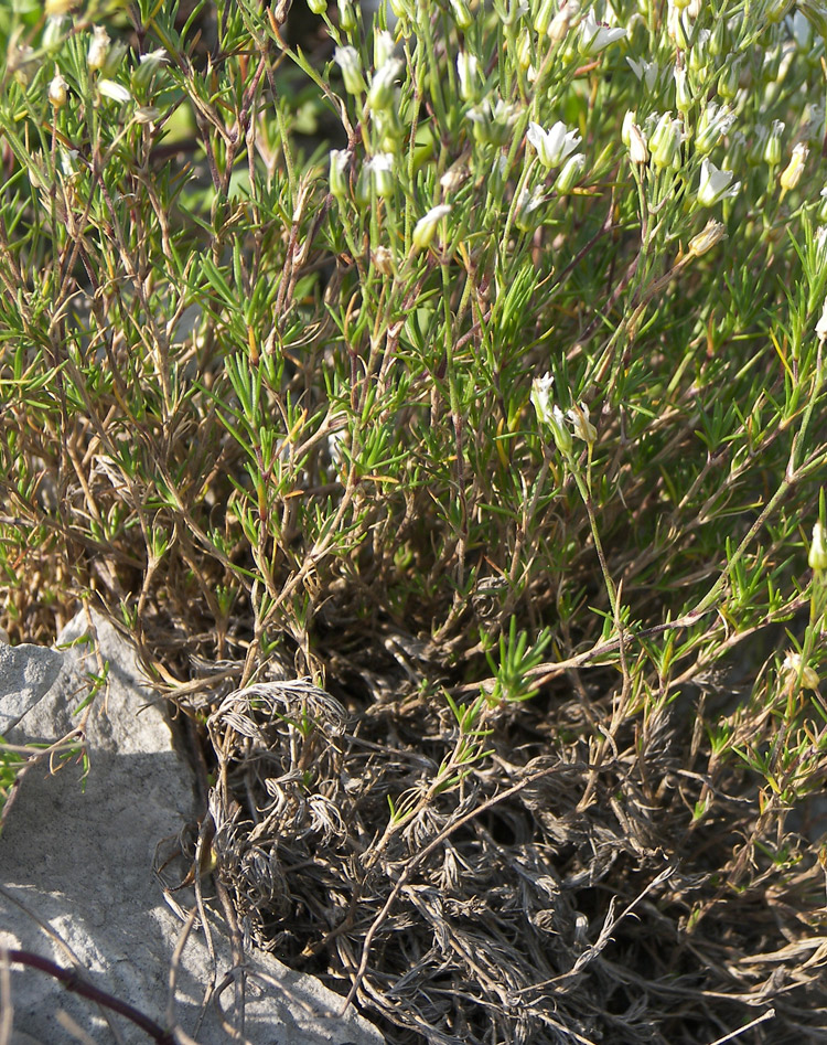 Image of Minuartia setacea specimen.