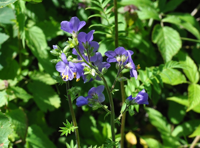 Image of Polemonium caeruleum specimen.