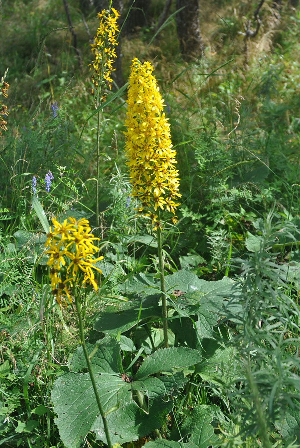 Изображение особи Ligularia fischeri.