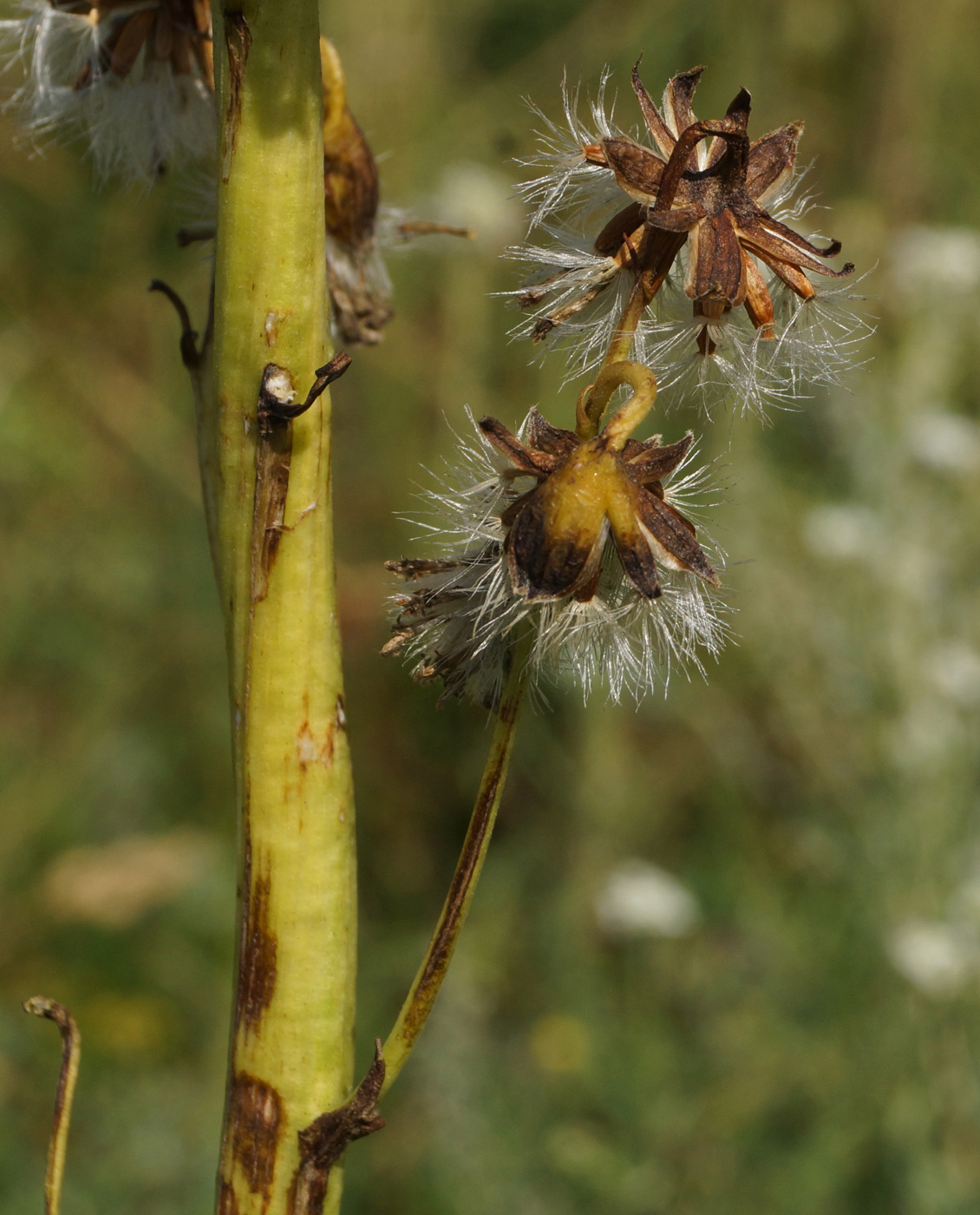 Image of Ligularia altaica specimen.