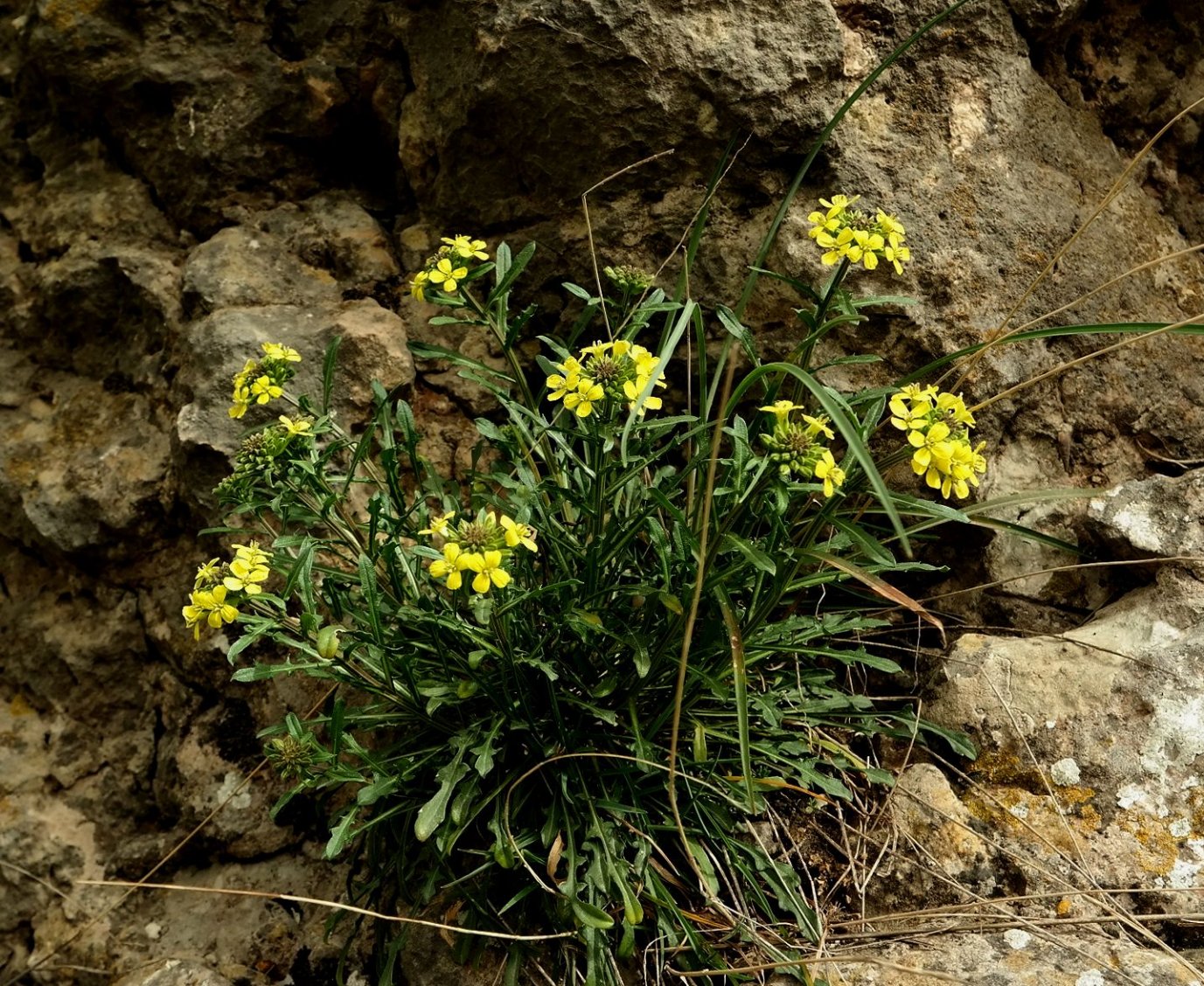 Image of Erysimum cuspidatum specimen.