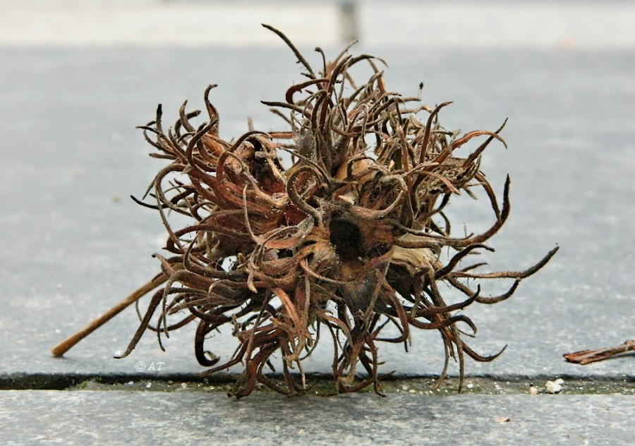 Image of Corylus colurna specimen.