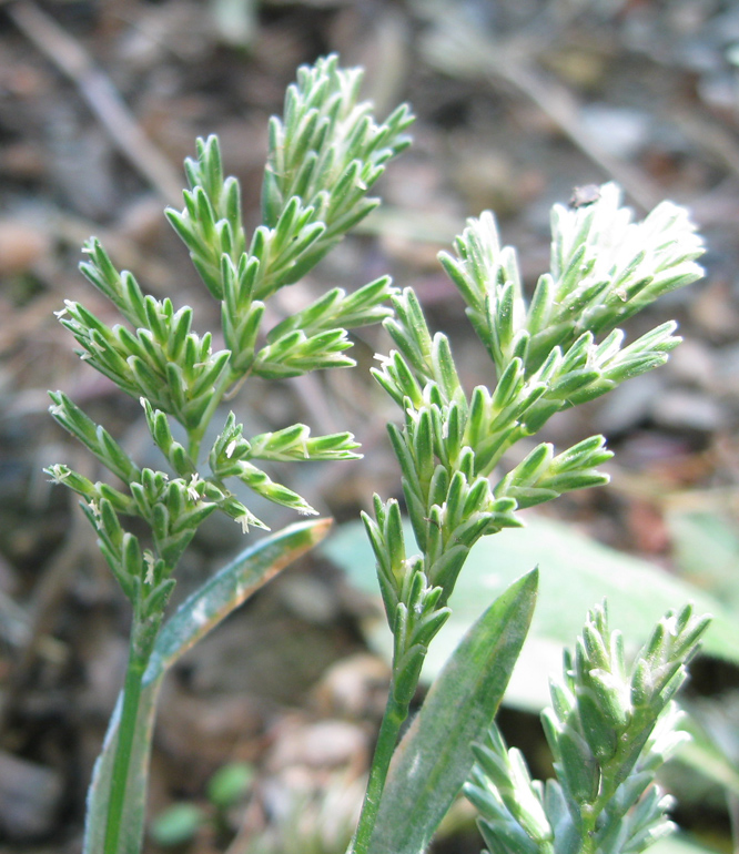 Изображение особи Sclerochloa dura.