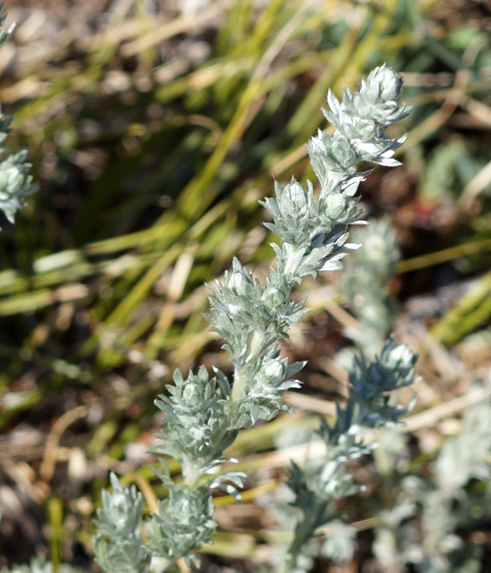 Image of genus Artemisia specimen.