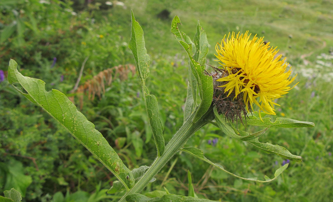 Изображение особи Grossheimia polyphylla.