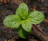 Mentha arvensis. Верхушка молодого побега. Московская обл., Раменский р-н, окр. ж.-д. платформы Хрипань, смешанный лес у ЛЭП. 18.05.2016.