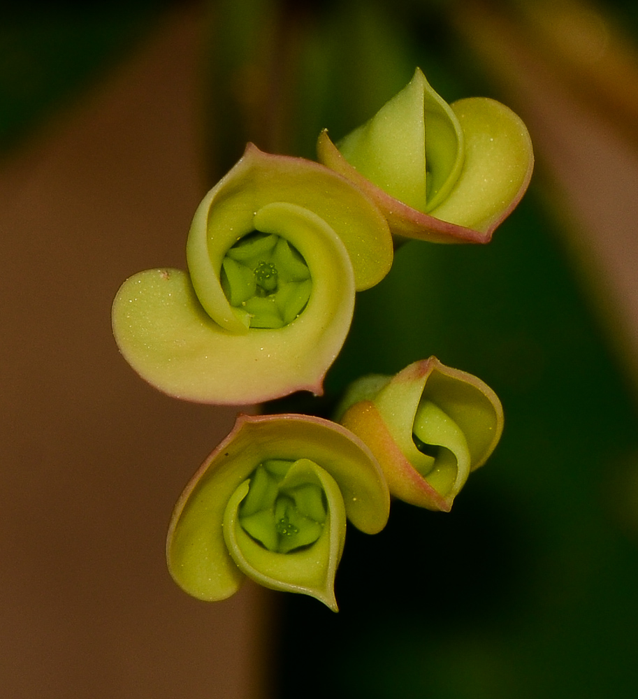 Image of Euphorbia splendens specimen.