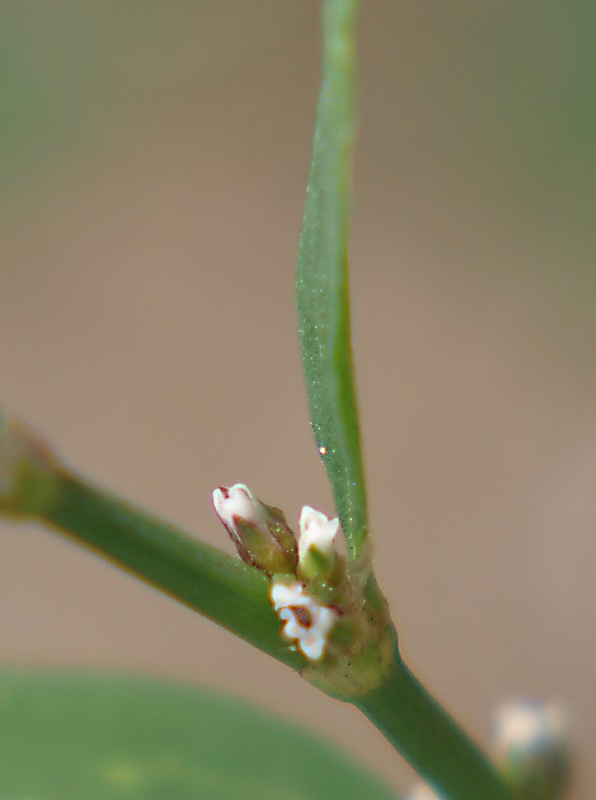 Image of Polygonum aviculare specimen.
