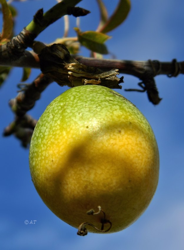 Image of Passiflora caerulea specimen.