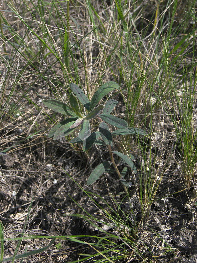 Image of Euphorbia subtilis specimen.