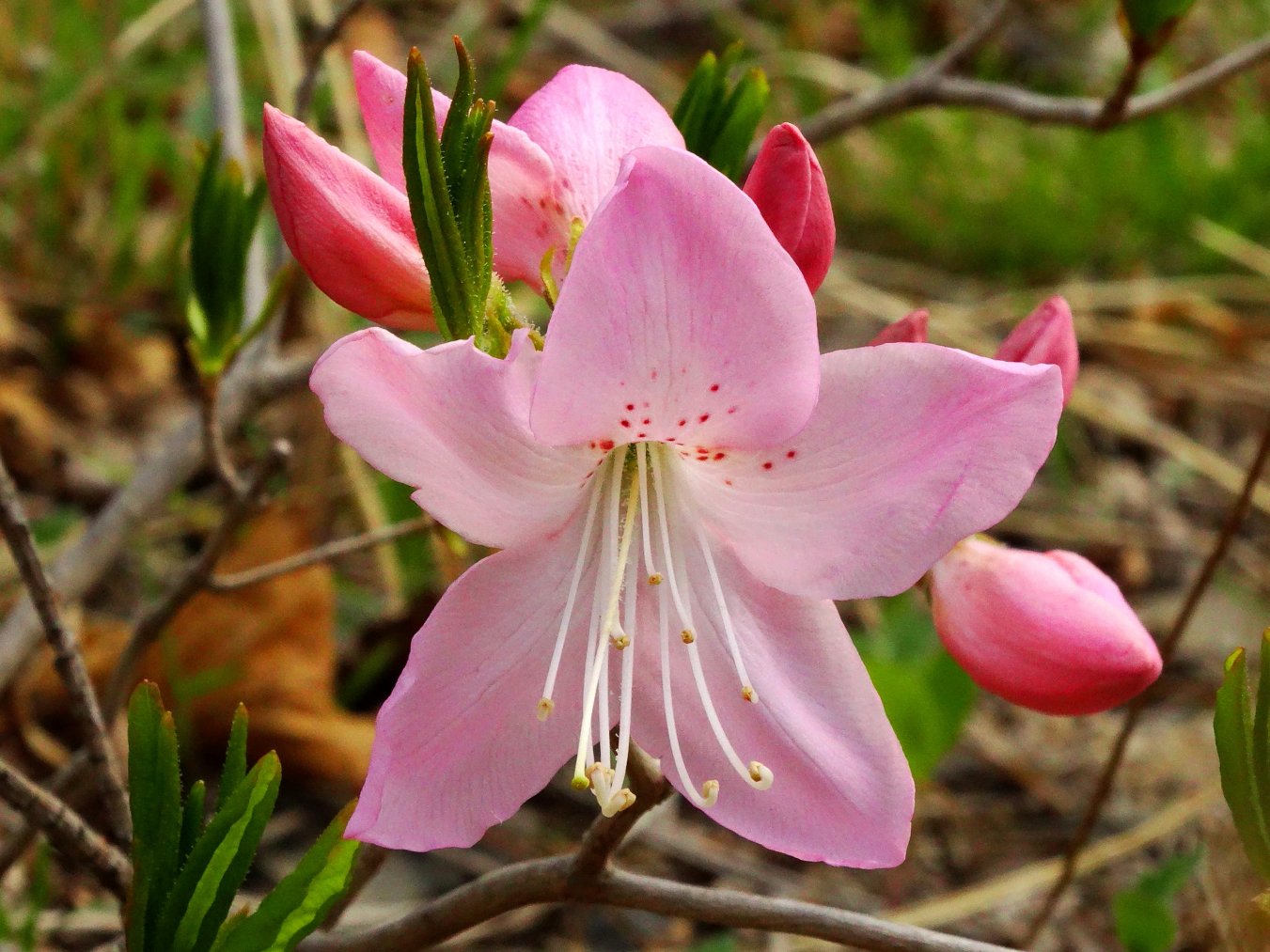 Image of Rhododendron schlippenbachii specimen.