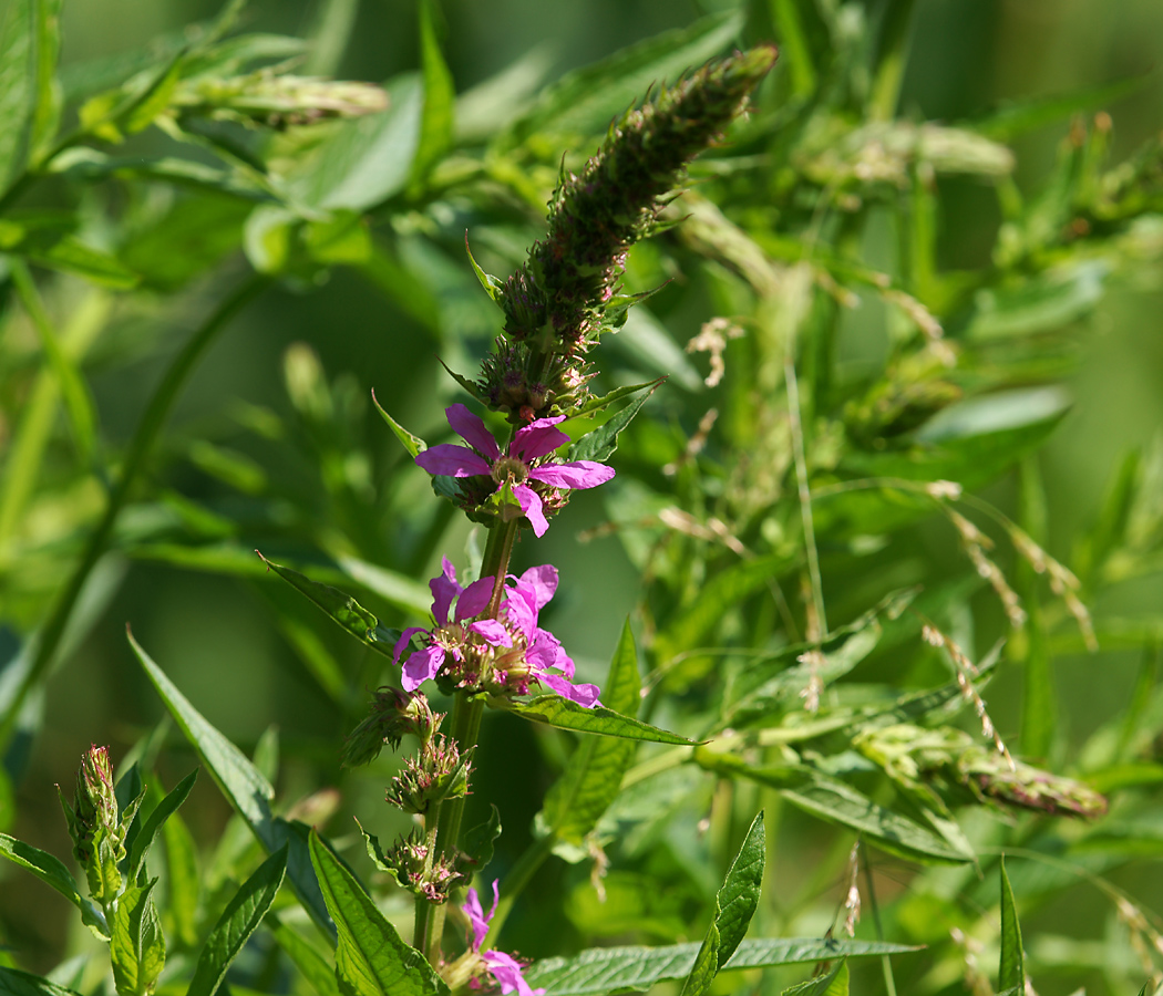 Image of Lythrum salicaria specimen.